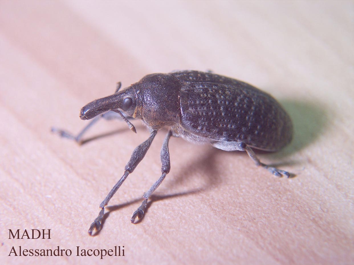 curculionidae - Lixus sp.